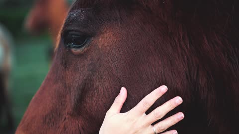 Close-Up View of Persons's Hand Touching a Brown Horse's Head