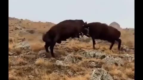 When the goats are angry