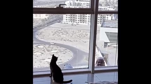 FUNNY CATS