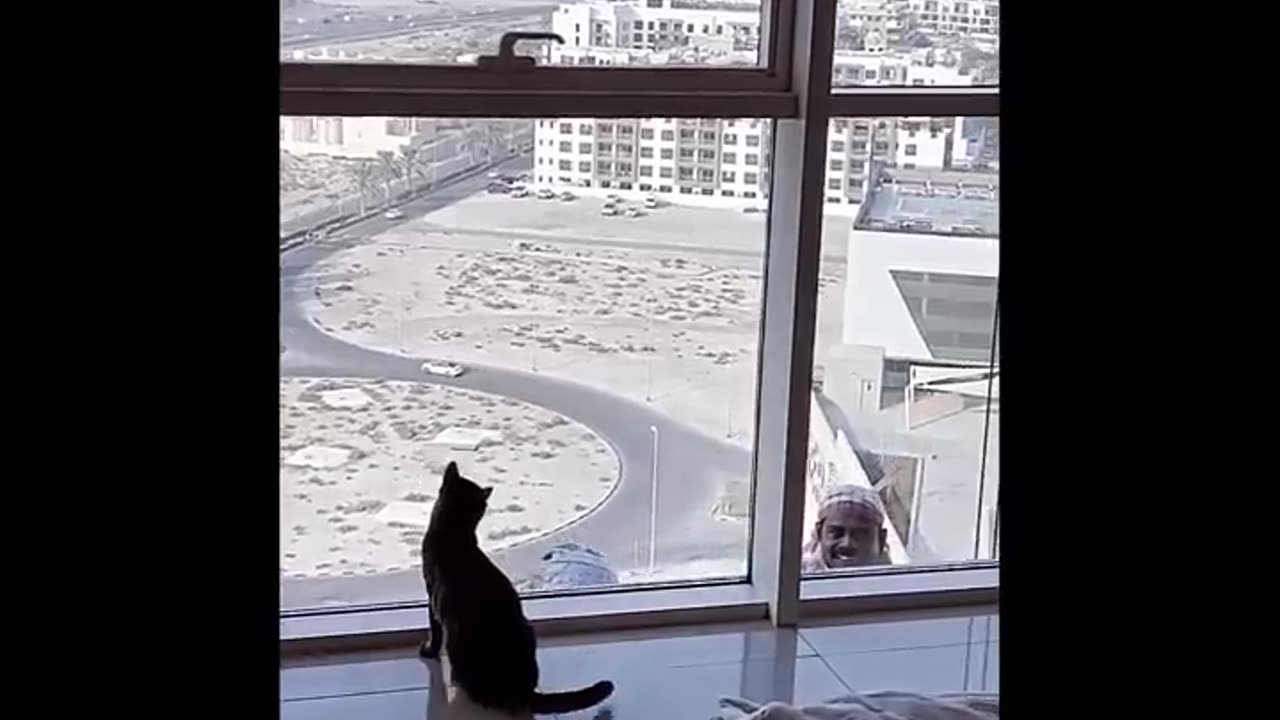 FUNNY CATS