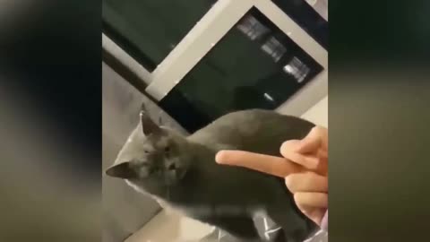 Cats and Incredible Intelligence