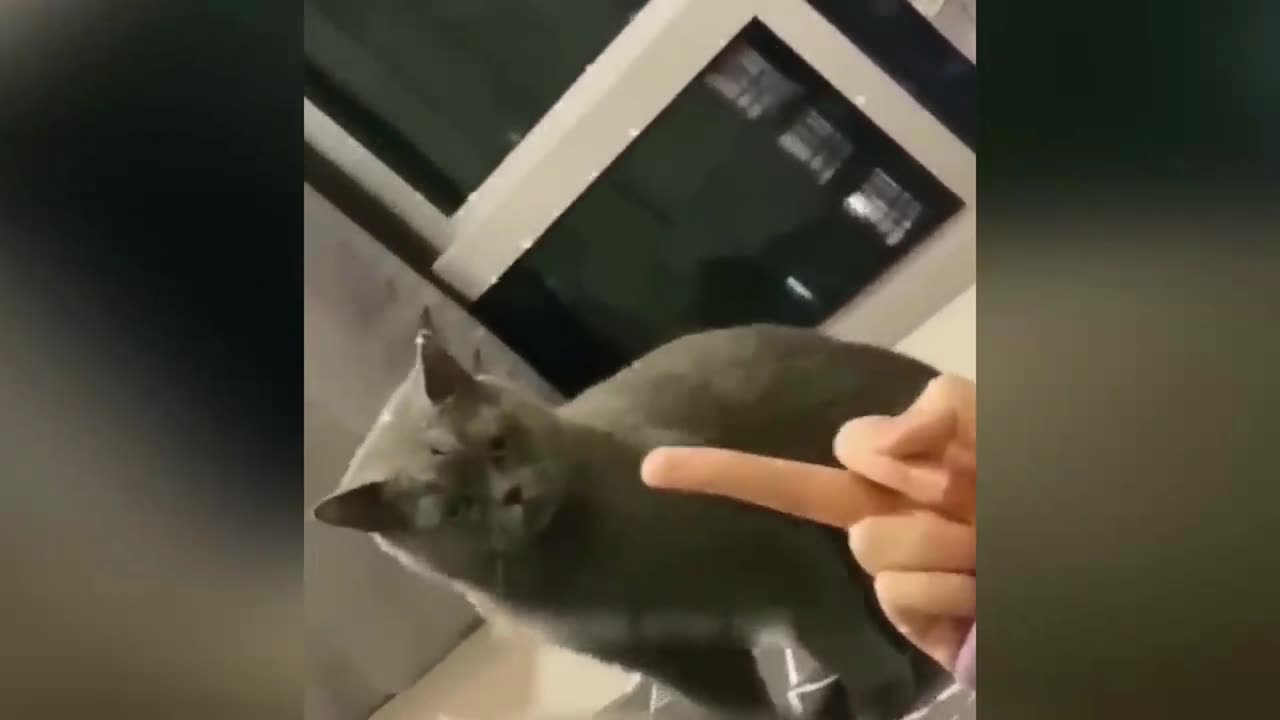 Cats and Incredible Intelligence