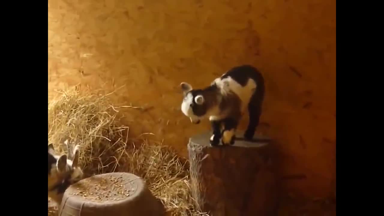 Cute Baby Goats Compilation