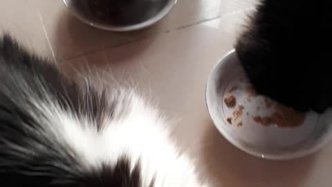 my lovely persian😍😘