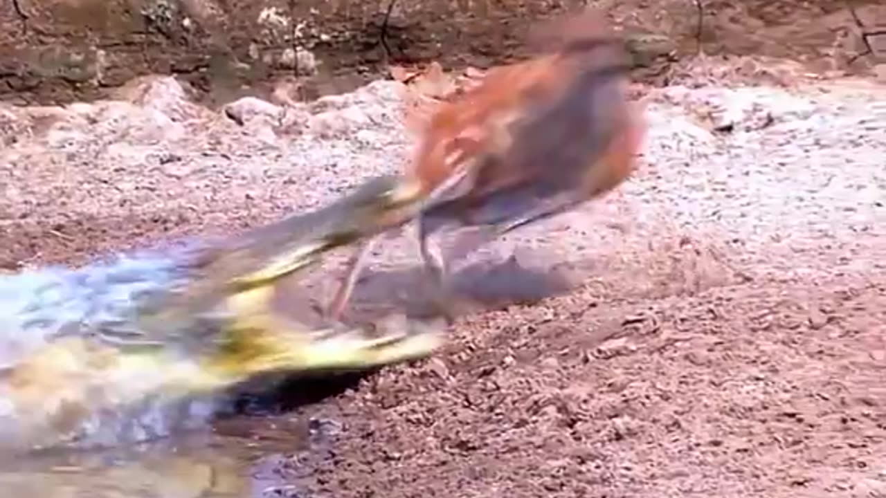 Deer reactions vs. crocodile