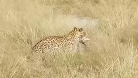 amazing leopard attacks wild cat
