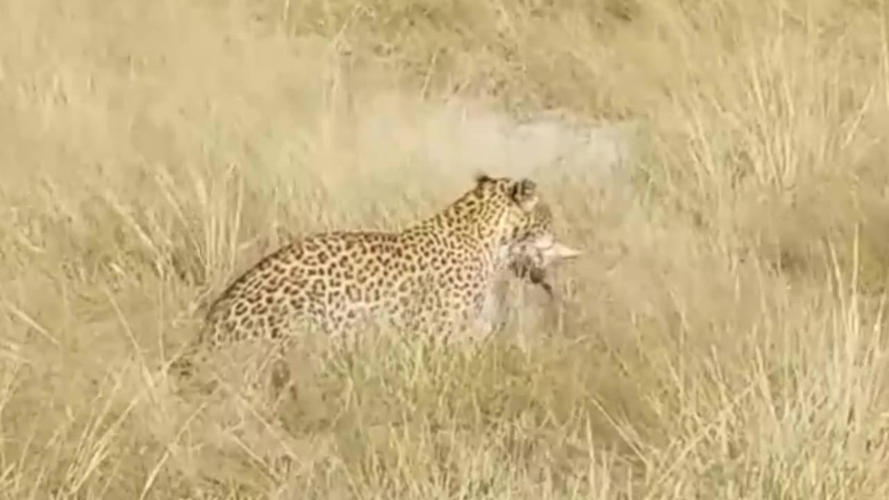 amazing leopard attacks wild cat