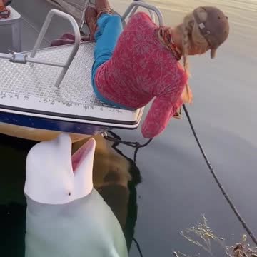 White Dolphin wow.!!