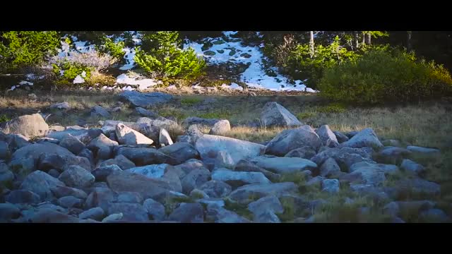 He Spent 40 Years Alone in the Woods, and Now Scientists Love Him | Short Film Showcase