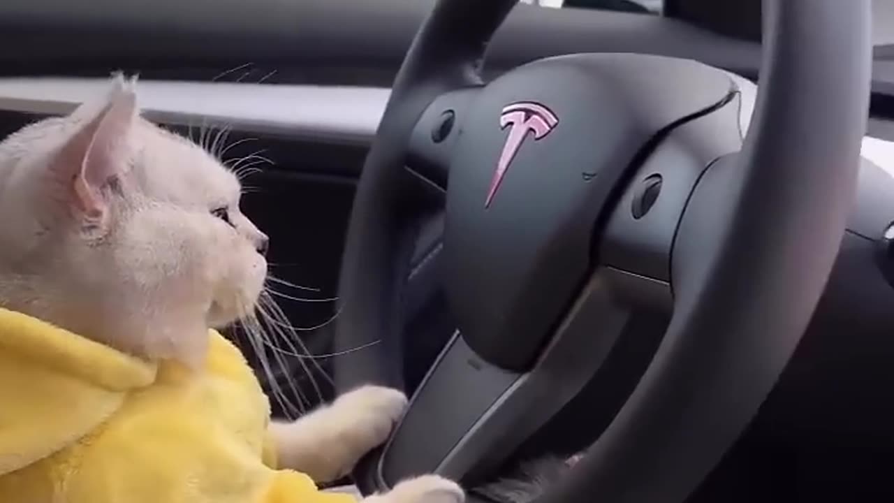 Cat driver