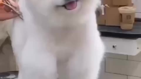 Cute dog 😍