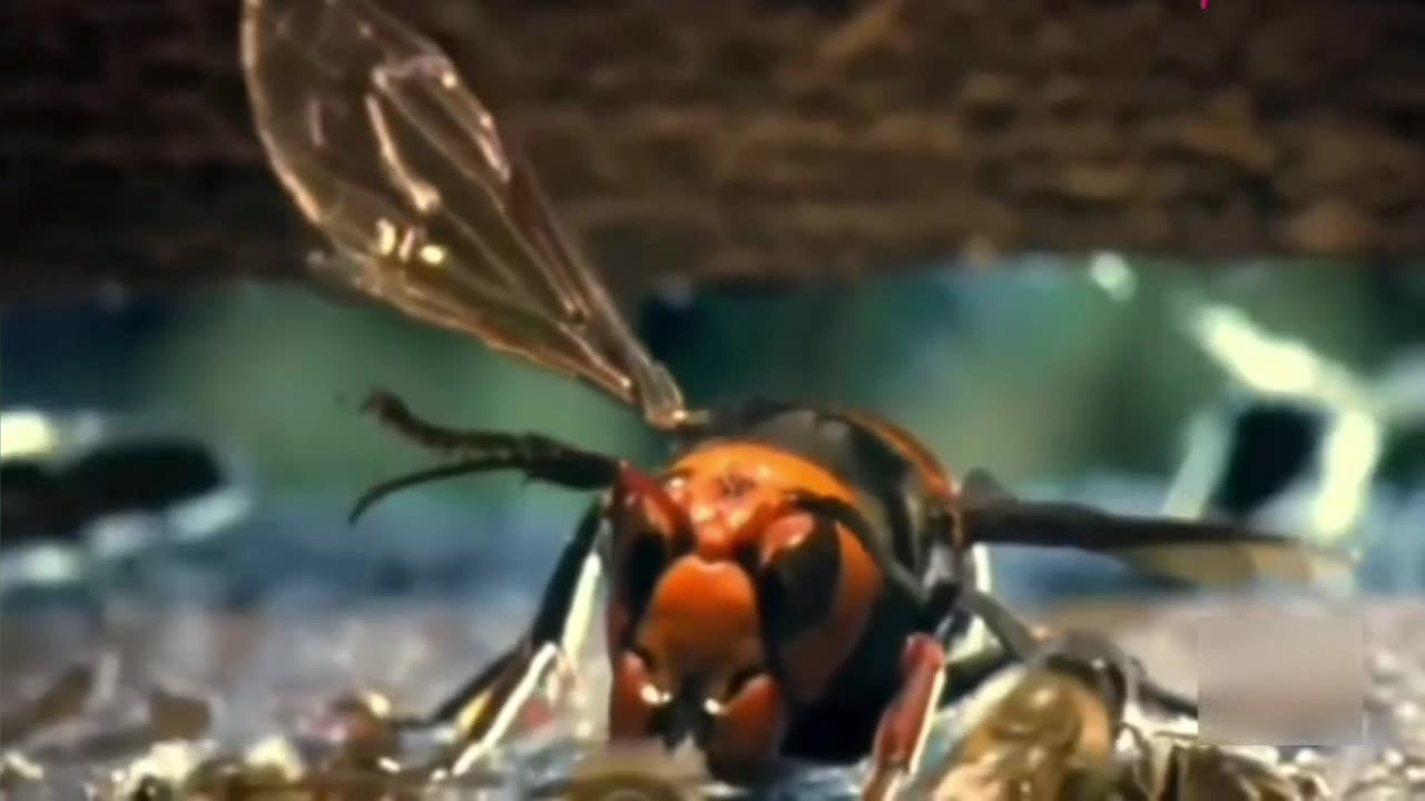 Mandarin hornet attacks europa compounds and takes the worst