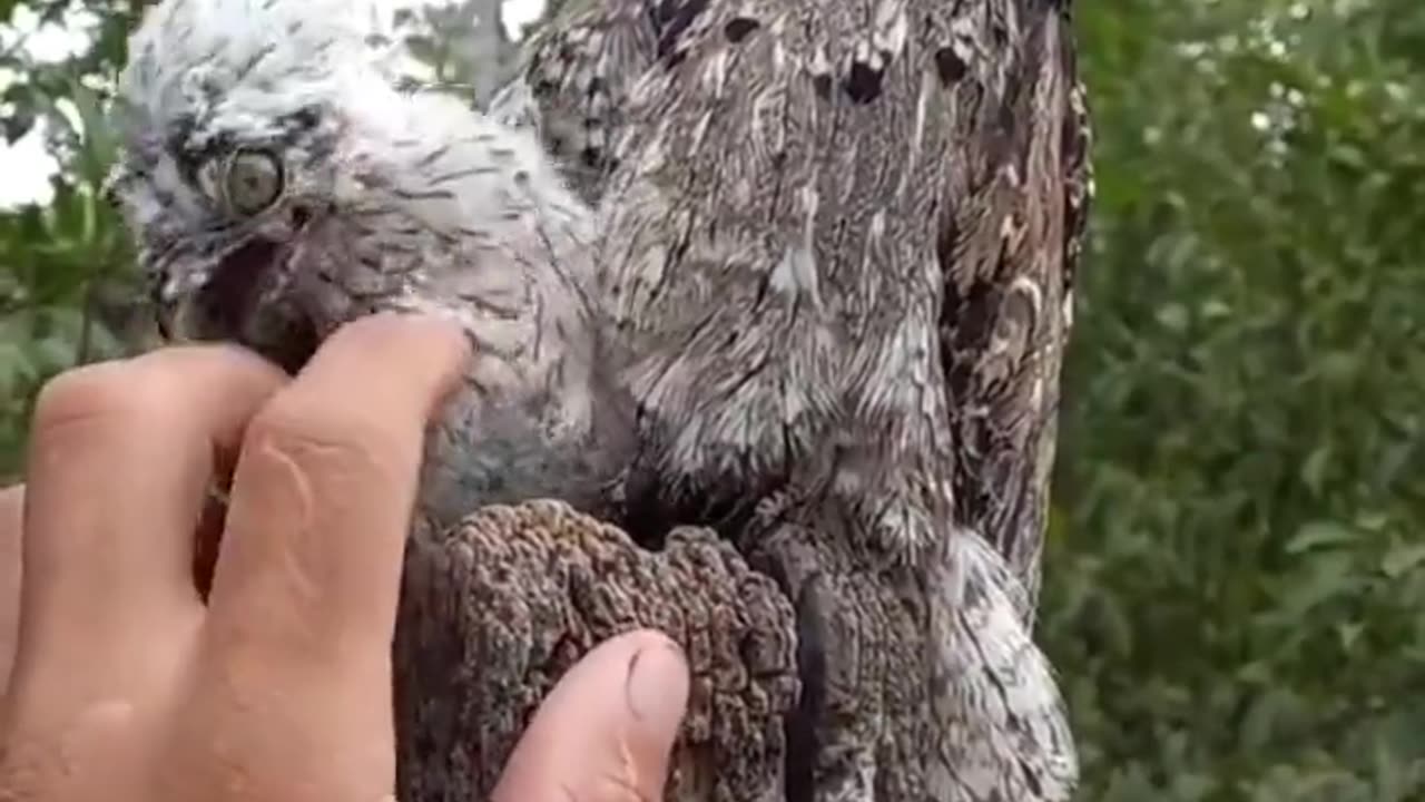 Camouflage of a Potoo bird and her chick