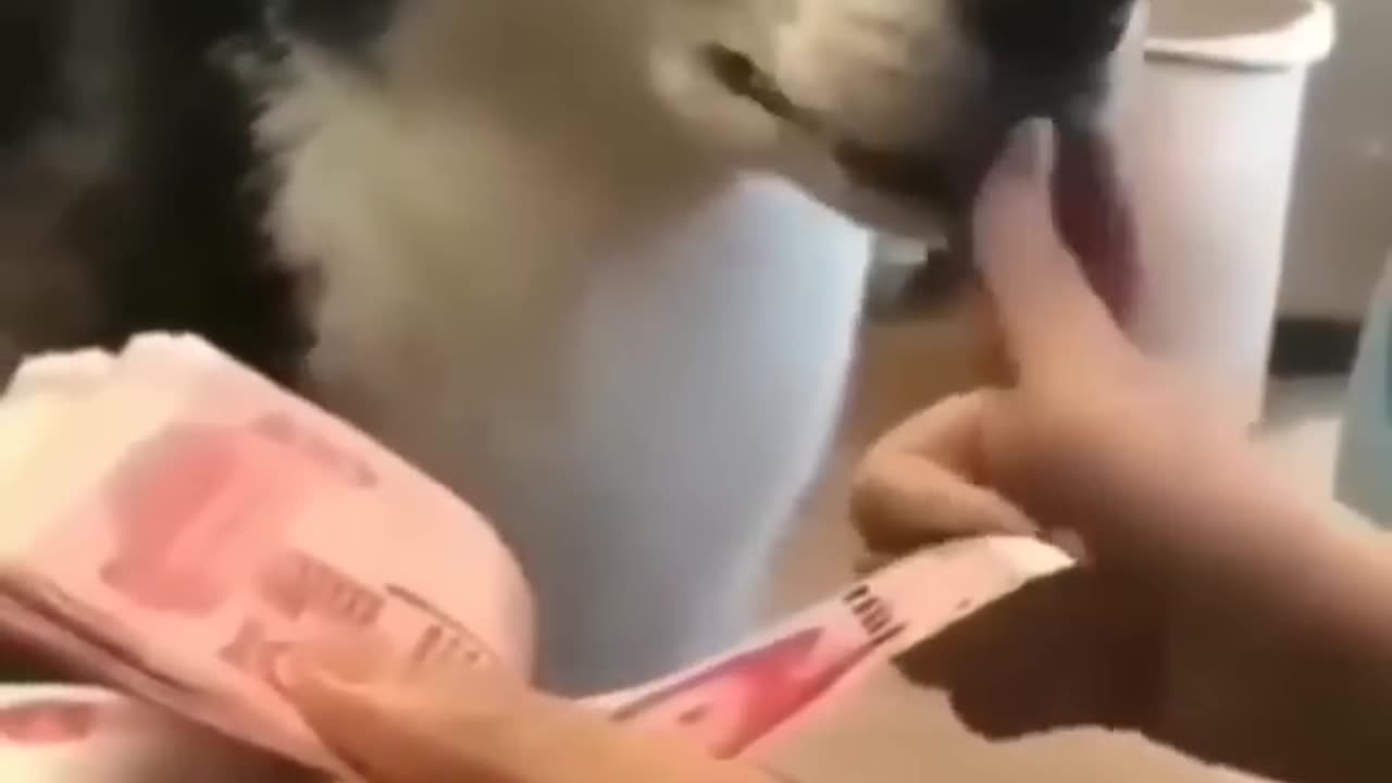 Funny cat and dog