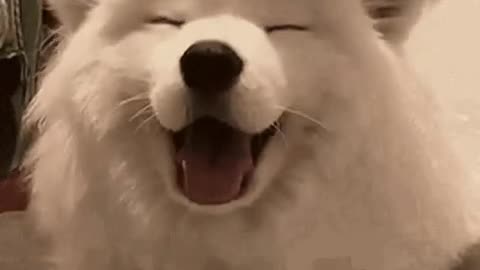 Cute Dog Gif