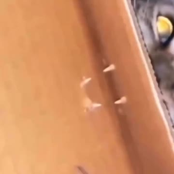 Funny cats and lol moment