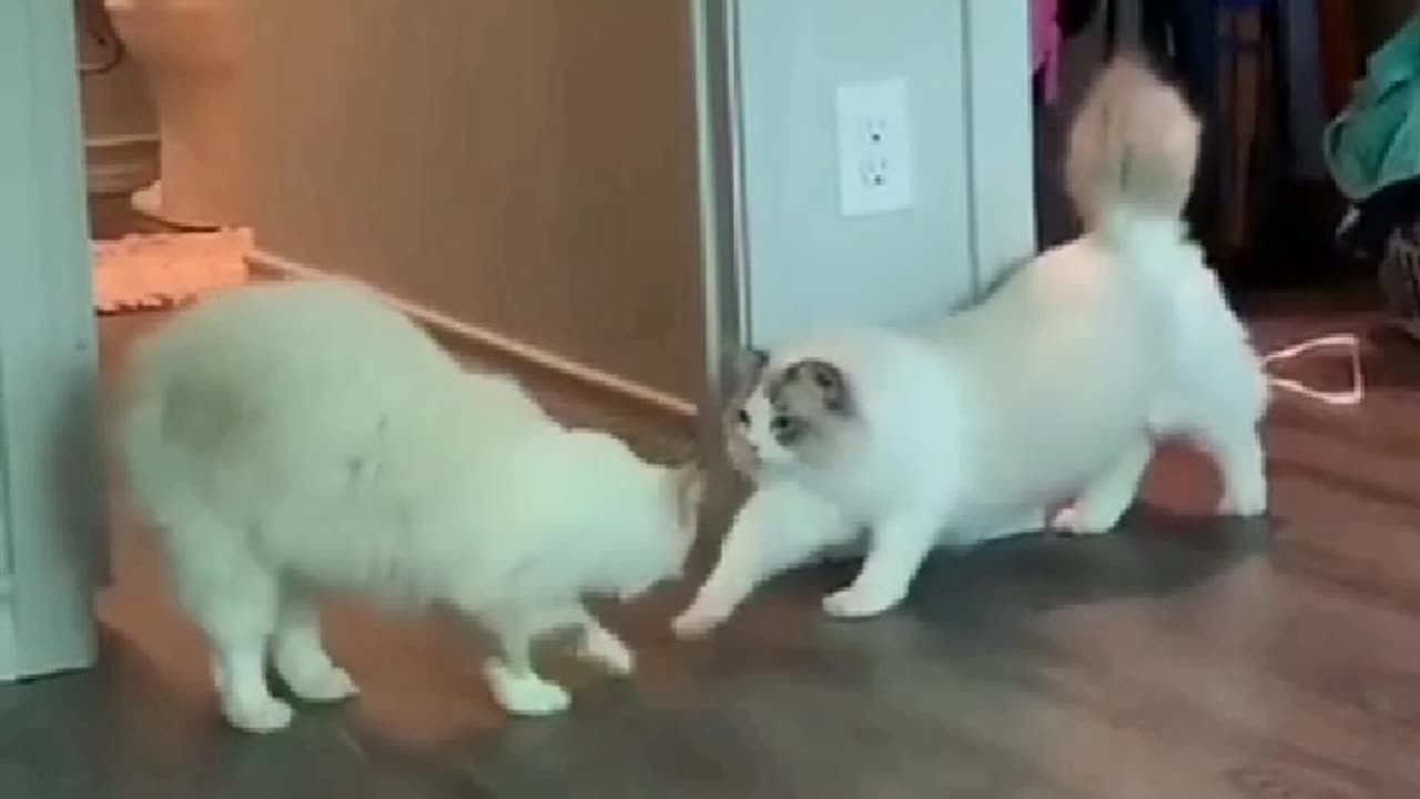 funny cat