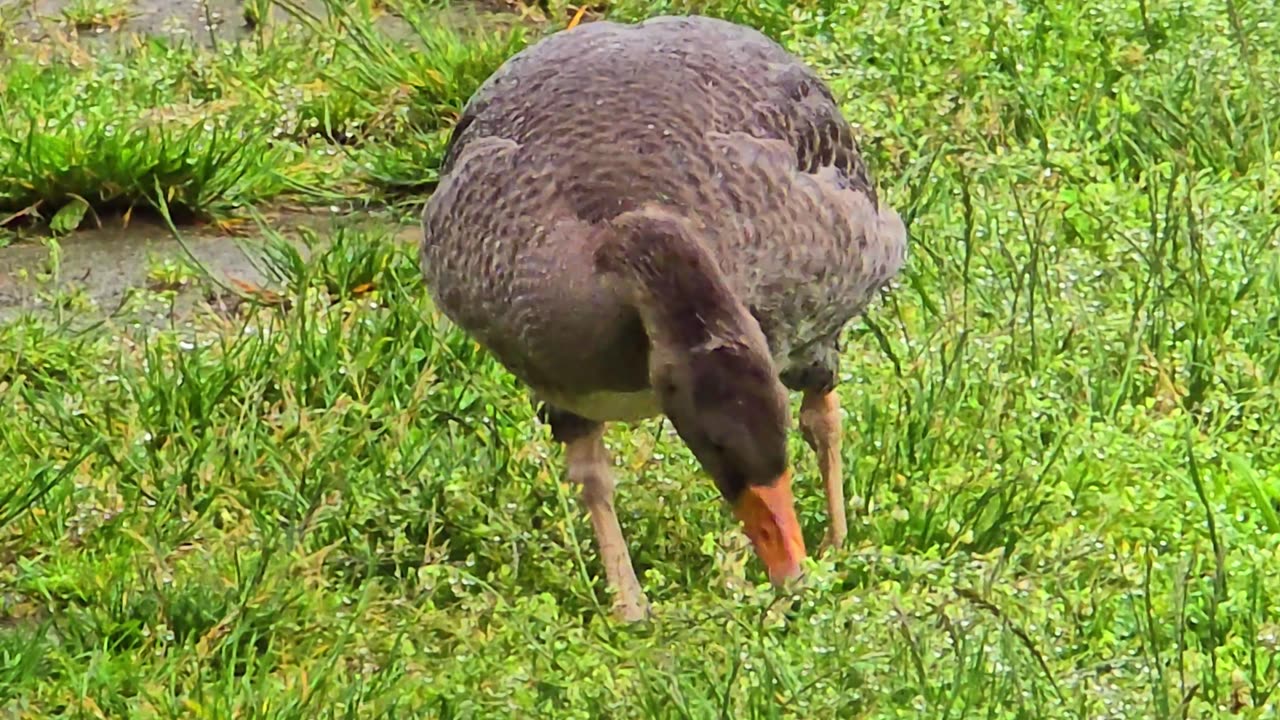 A goose and a pair of ducks foraging / beautiful water birds by a river.