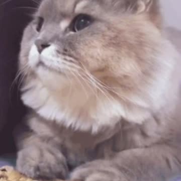 Cute Cat Gif