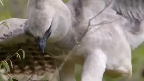 unbelievable harpy attacks sloth the biggest eagle attack in the world