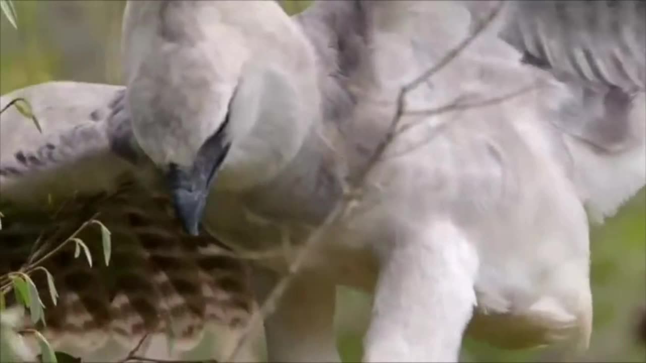 unbelievable harpy attacks sloth the biggest eagle attack in the world