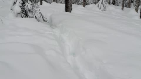 Moose buzzed my cabin