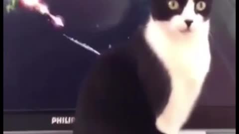 Lazer the kitty