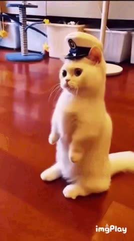 Cute Cat Gif