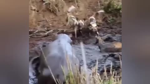 hippopotamus saves impala from wild dogs, then kills it