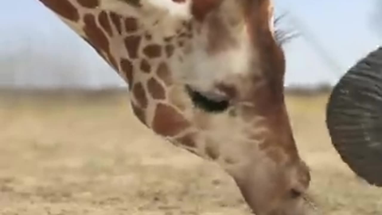 giraffe vs elephant fight for water