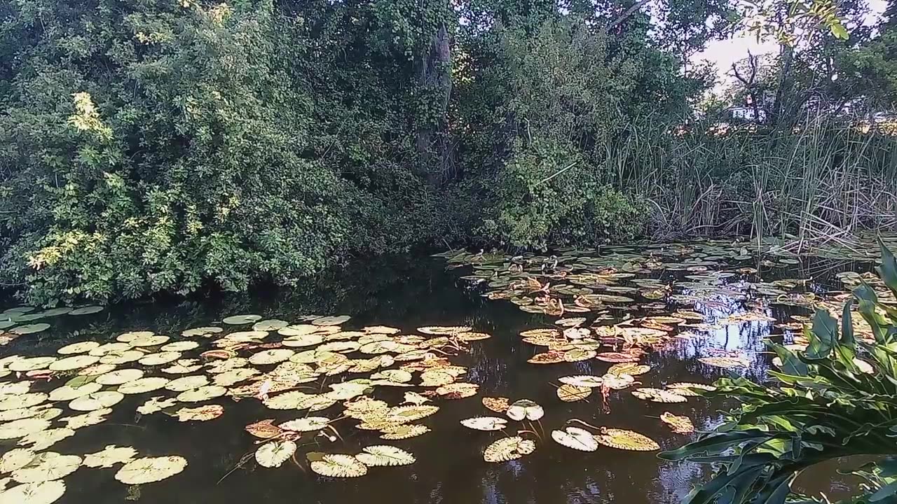 That Backyard Pond Life