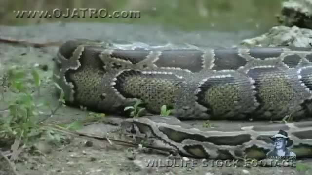 Python eats Alligator 02, Time Lapse Speed x6 ojatro 1.28M subscribers Subscribe