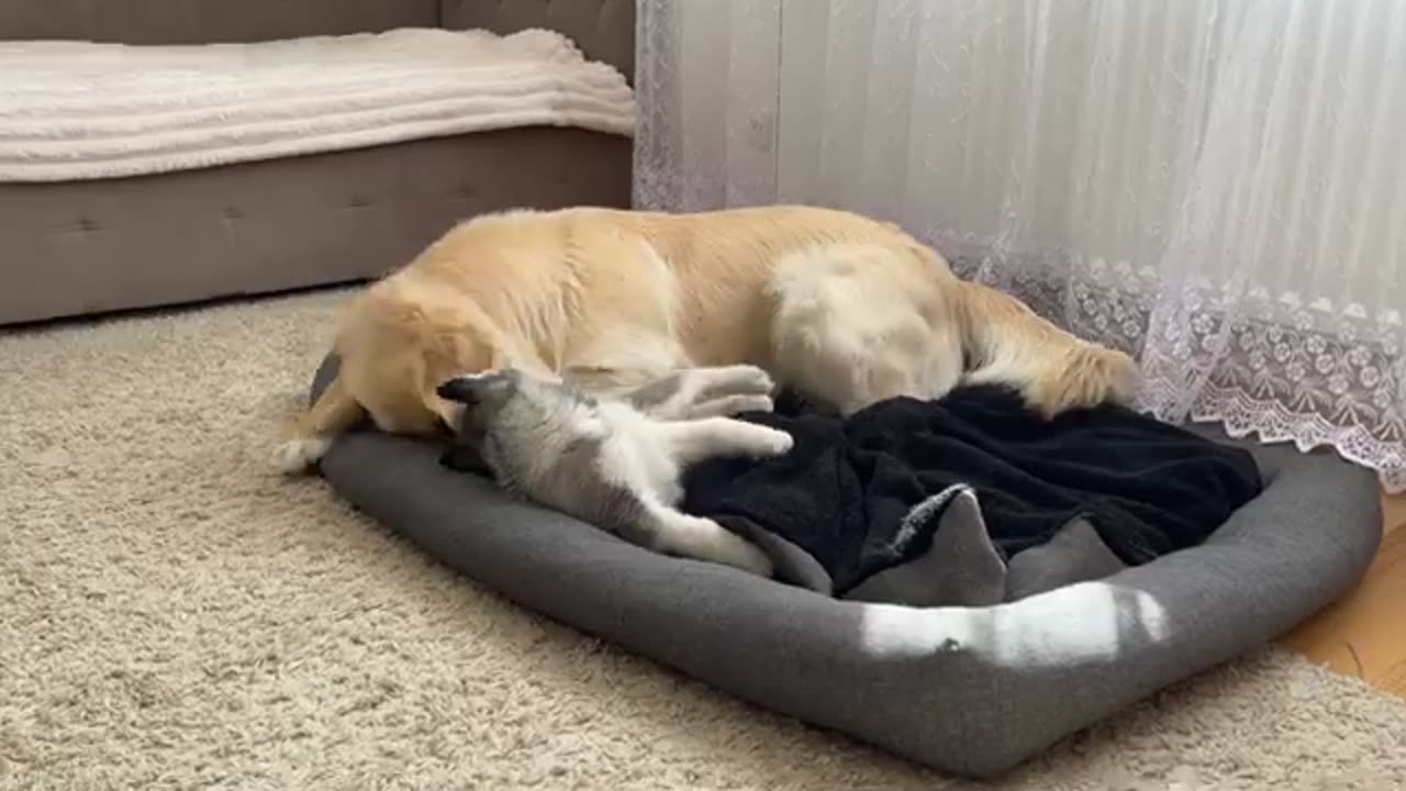 Golden Retriever Protects His Bed from a Husky Puppy