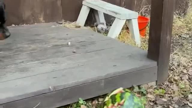 A dog and a panther enjoying Halloween🐈‍⬛🐈‍⬛🐕🐕