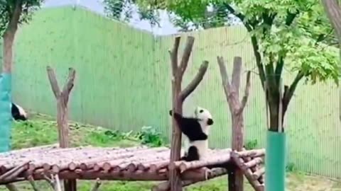 Panda trying to climb