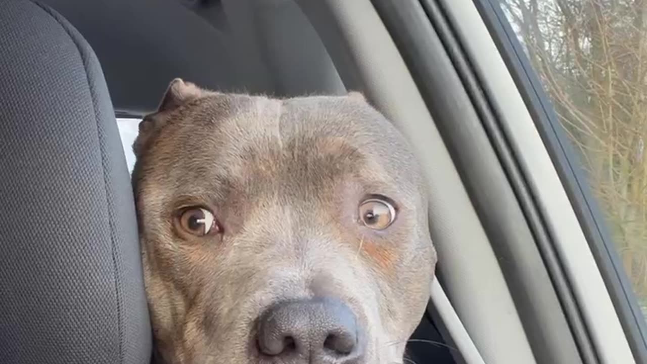 Staffie can’t wait to play