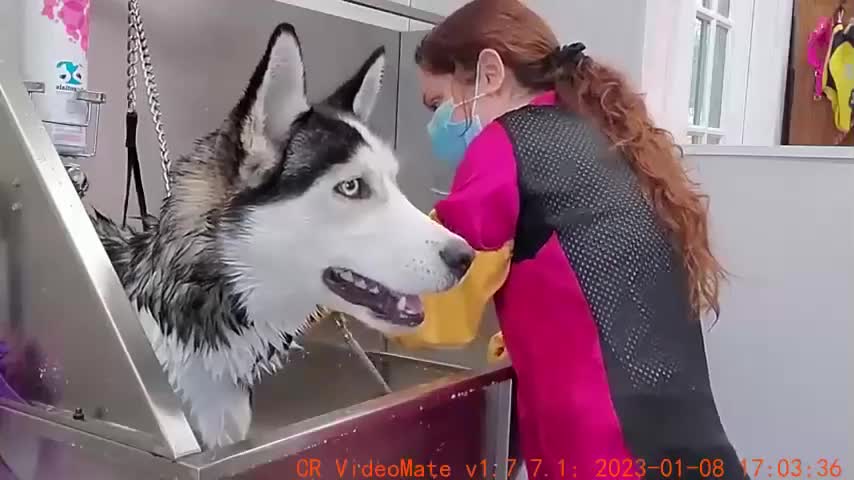 Hilarious dramatic Husky throws a temper tantrum