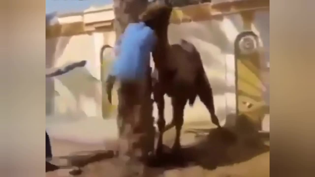 unbelievable camel attacks human