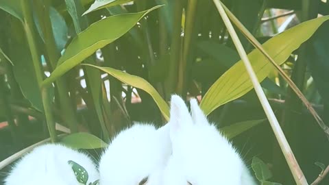 Cute Rabbits in the Plant 🐇🐰🐰