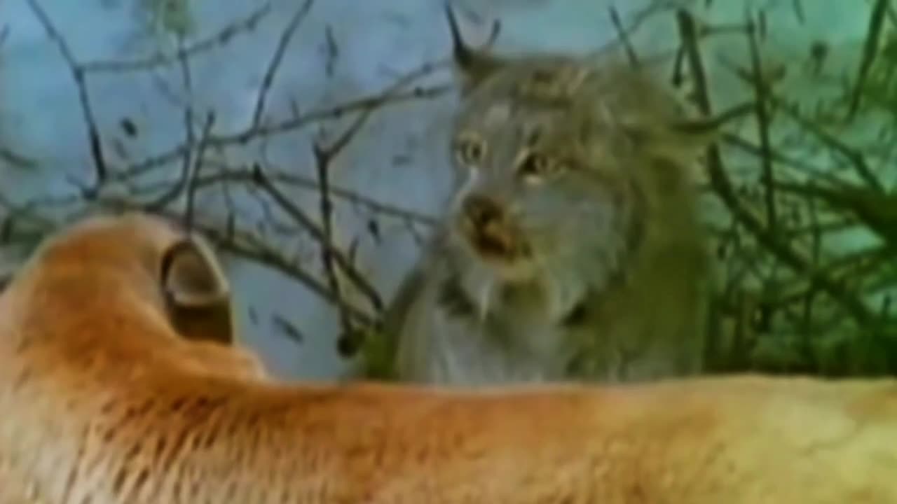 when the cougar faces the lynx