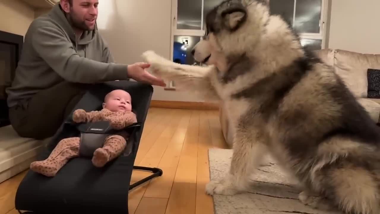 "Husky and baby - What happened next will shock you"
