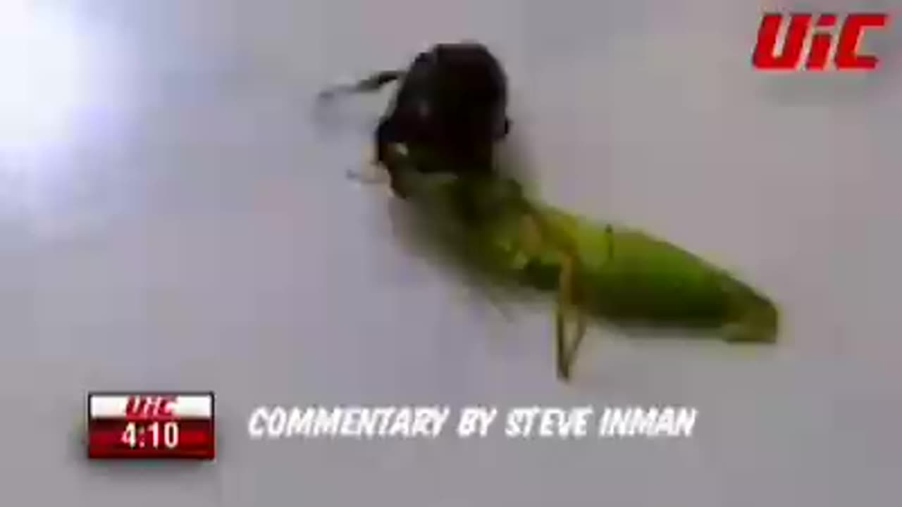 Before non-essential commentary there was Ultimate insight championships here's insect fight #2