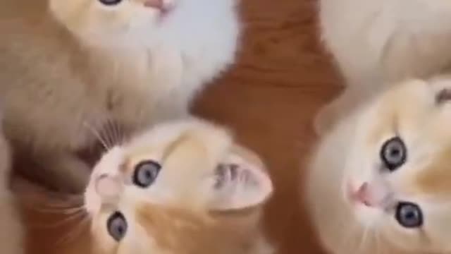 Cute Cats 😸 Cat Videos Compilation 😻 Funny Cats #shorts #cats