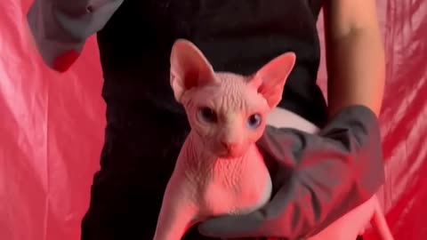 Cats Biggest Nightmares 🐱👻