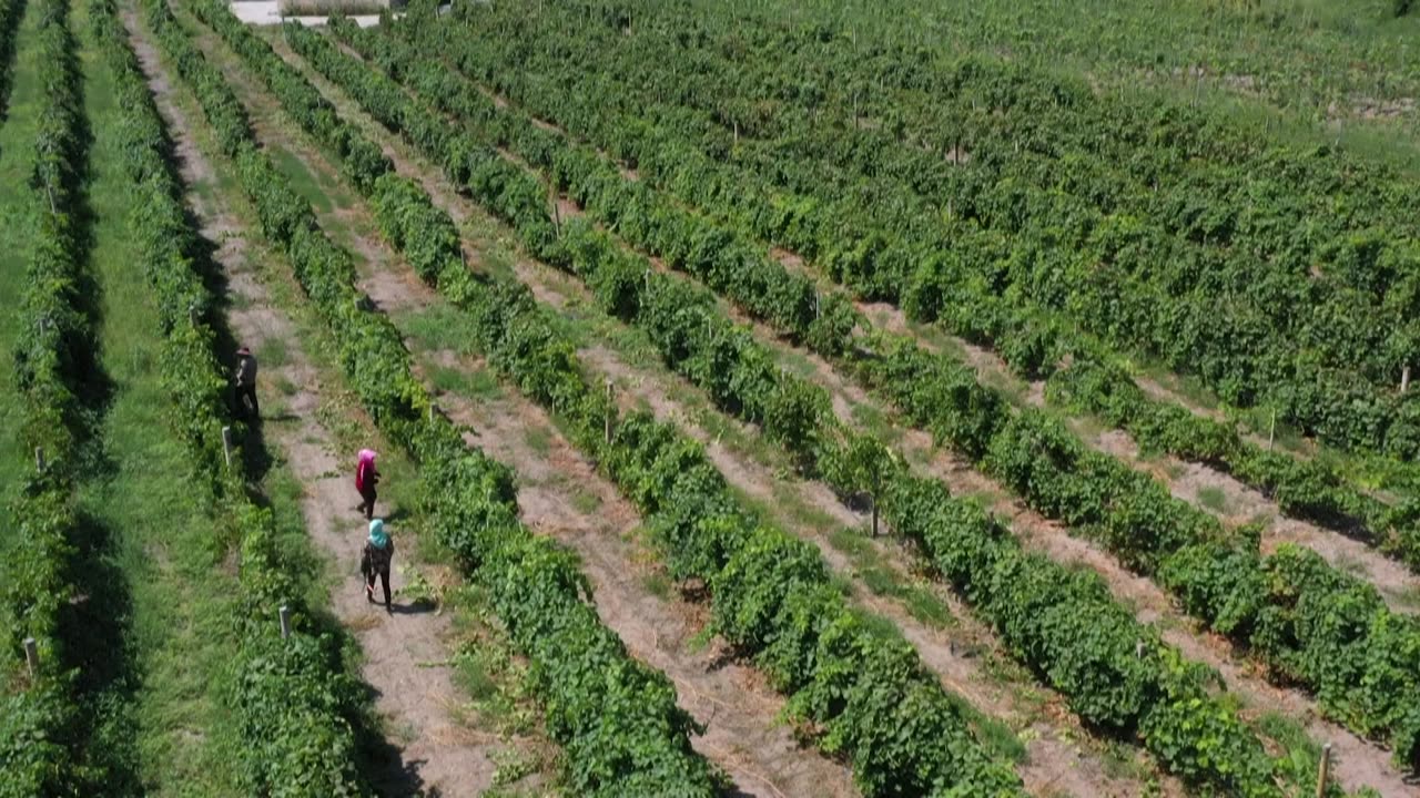 China wine industry looks to breed climate resilience