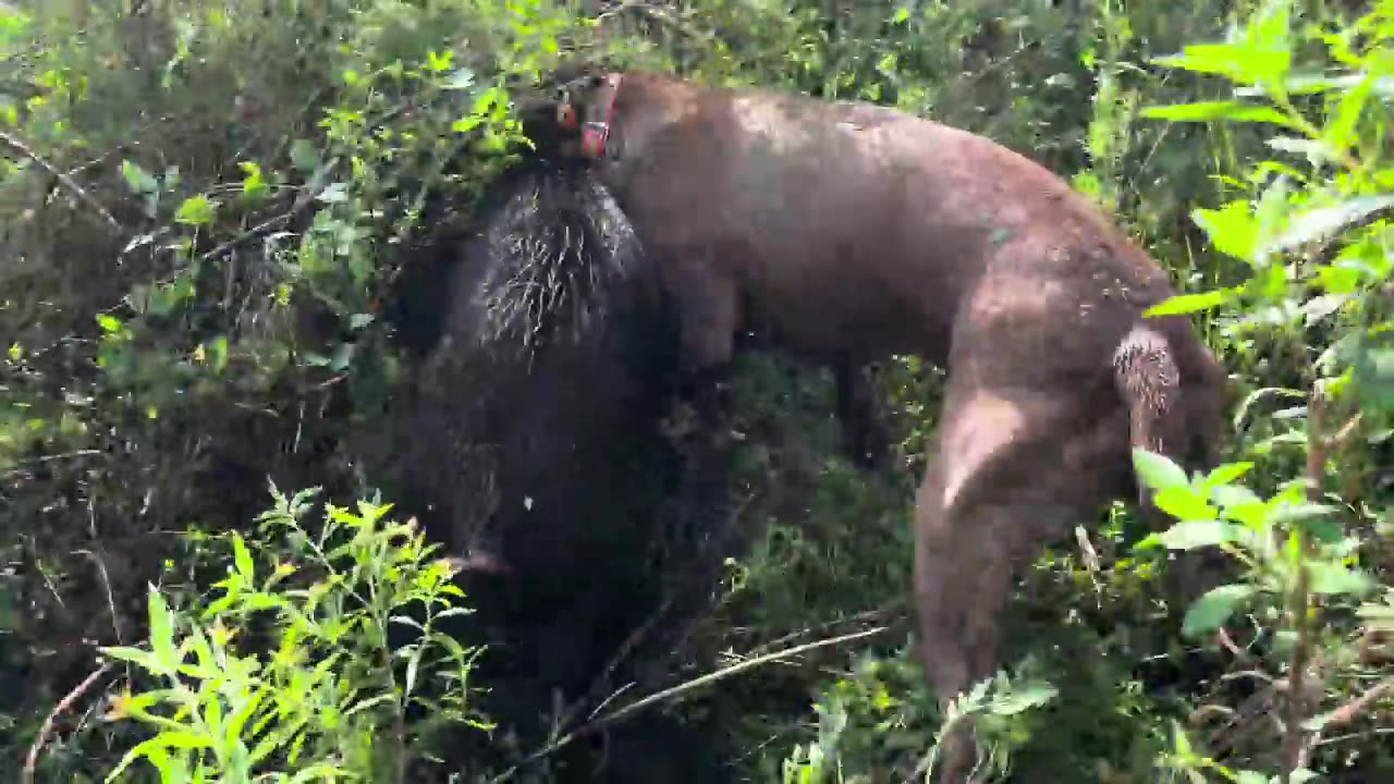 Back to hunting Wild Hogs w_ dogs. Training new dogs after a big loss.