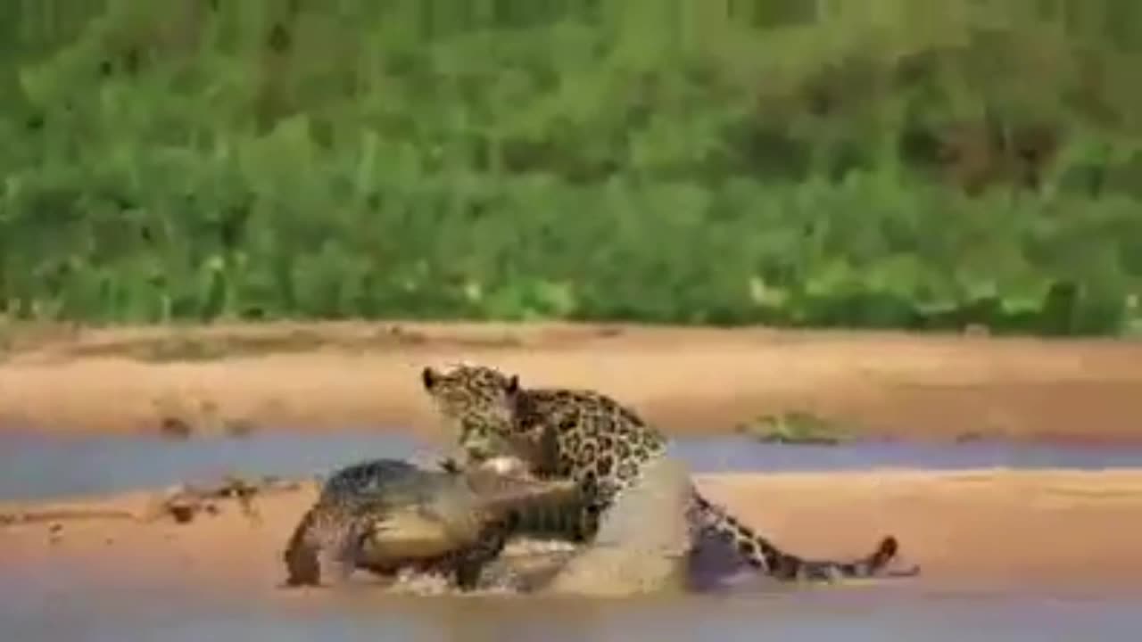 the alligator did not see the jaguar approach
