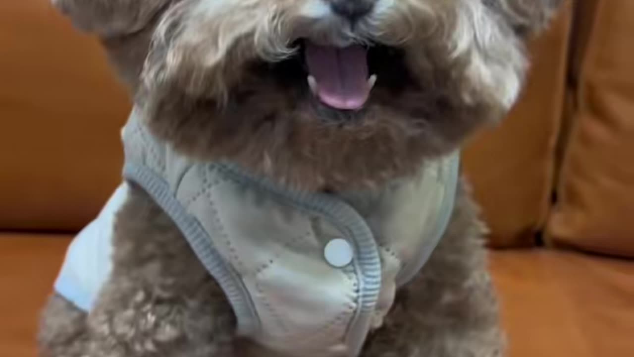 #dog #poddledog