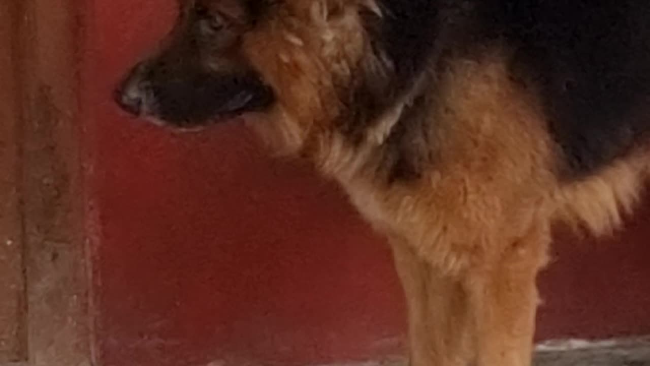 German shepard Dog Sylhet Bangladesh