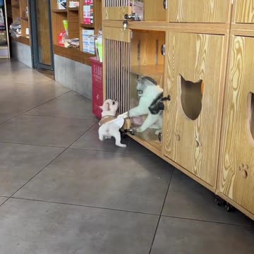 when dog clocks out early on friday and the cat on the clock wants you to stay